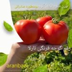 بذر گوجه فرنگی تارلا