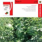 بذر هندوانه تگزاس