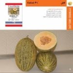 بذر خربزه کابل