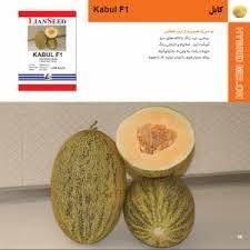 بذر خربزه کابل