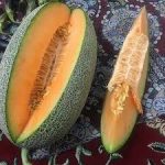 بذر خربزه گرین پلاس