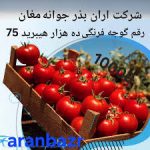 بذر گوجه فرنگی ده هزار