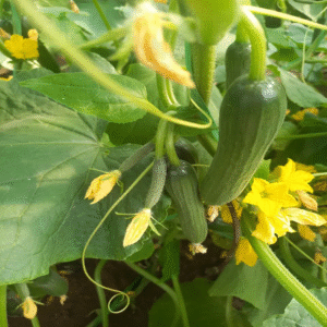 مواد متشکله خیار