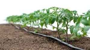 حس تحریک گرمایی به وسیله گیاهان