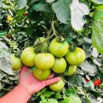 بذر گوجه بارسا