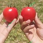 بذر گوجه فرنگی ویوا
