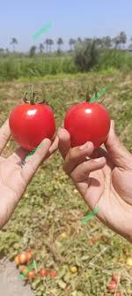 بذر گوجه فرنگی ویوا