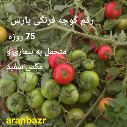 بذر گوجه فرنگی یارس