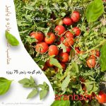 بذر گوجه فرنگی رنجر