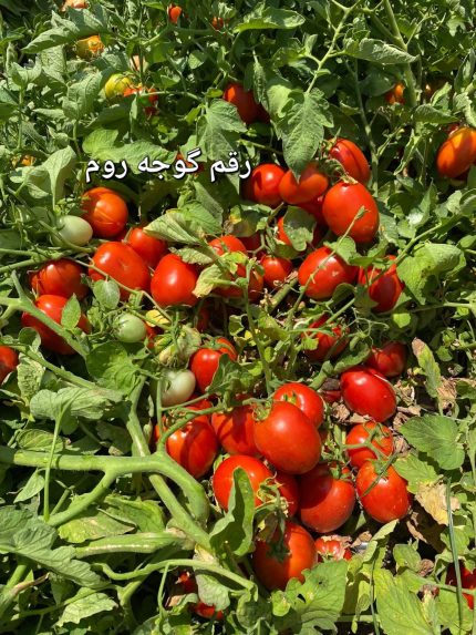 بذر گوجه فرنگی روم