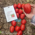 بذر گوجه فرنگی تیفال