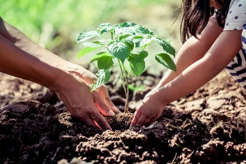 مکانیسم های جذب و انتقال آهن در گیاهان