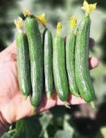 بذر خیار بومبای