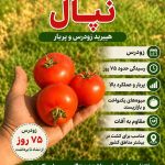 بذر گوجه فرنگی نپال