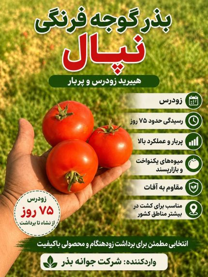 بذر گوجه فرنگی نپال