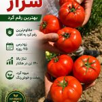 بذر گوجه فرنگی سزار