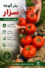 بذر گوجه فرنگی سزار