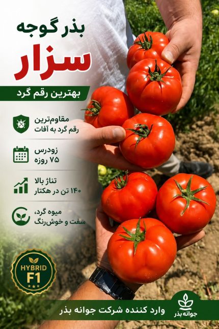 بذر گوجه فرنگی سزار