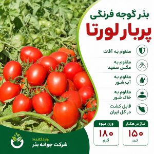 بذر گوجه فرنگی لورتا