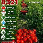 بذر گوجه فرنگی 8321