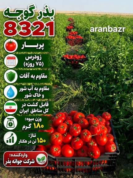بذر گوجه فرنگی 8321