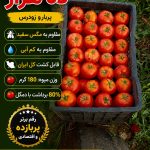 بذر گوجه فرنگی ده هزار