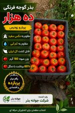 بذر گوجه فرنگی ده هزار