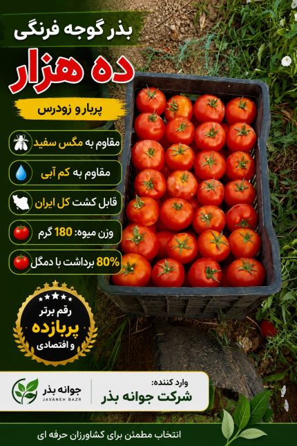 بذر گوجه فرنگی ده هزار