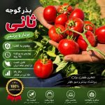 بذر گوجه فرنگی ثانی