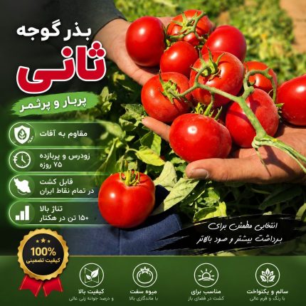 بذر گوجه فرنگی ثانی