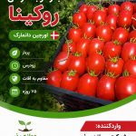 بذر گوجه فرنگی روکینا