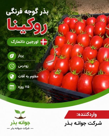 بذر گوجه فرنگی روکینا