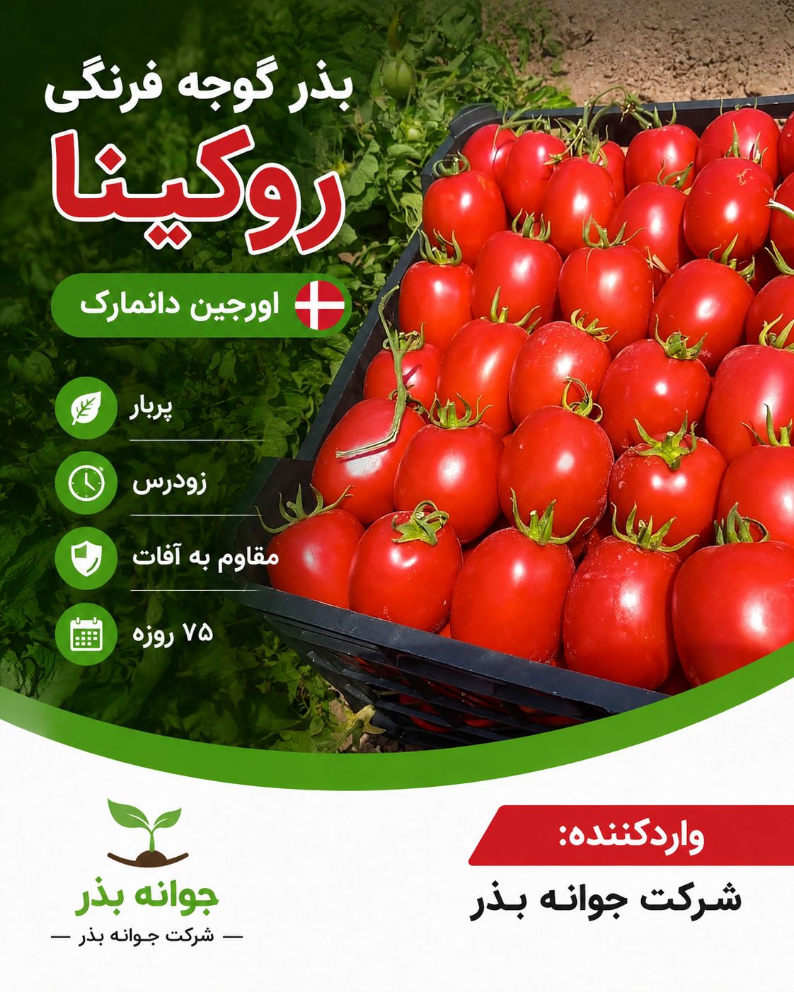 بذر گوجه فرنگی روکینا بذر گوجه فرنگی روکینا