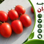 ارقام هیبرید پربار گوجه فرنگی