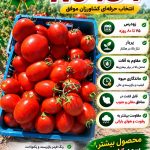 بذر گوجه فرنگی n 6434