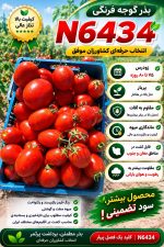 بذر گوجه فرنگی n 6434