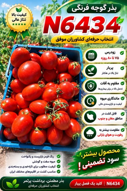 بذر گوجه فرنگی n 6434
