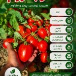 بذر گوجه فرنگی روم