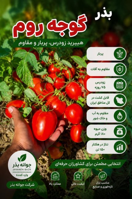 بذر گوجه فرنگی روم
