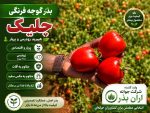 بذر گوجه فرنگی چلیک
