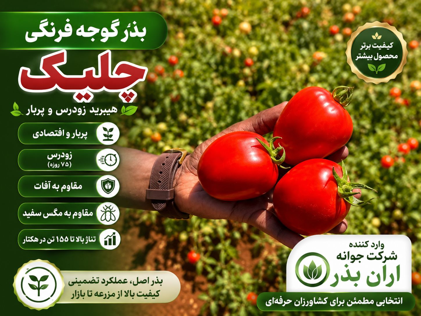 بذر گوجه فرنگی چلیک بذر گوجه فرنگی چلیک
