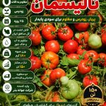 بذر گوجه فرنگی تالیسمان