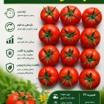 بذر گوجه گلخانه ای بارسا