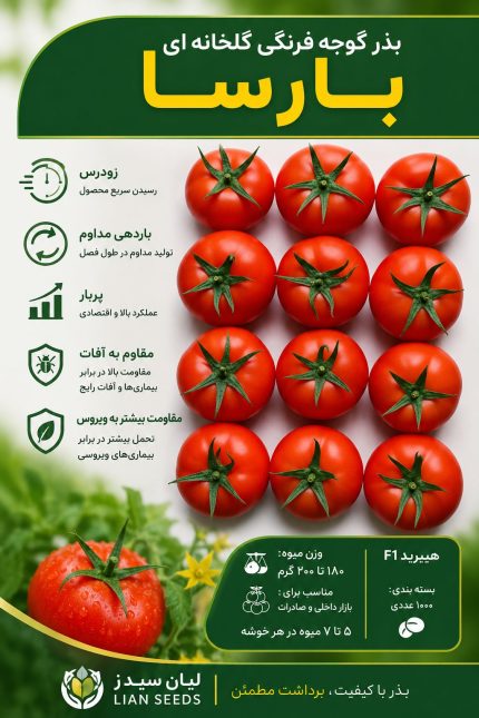 بذر گوجه گلخانه ای بارسا