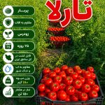 بذر گوجه فرنگی تارلا