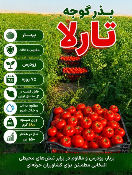 بذر گوجه فرنگی تارلا