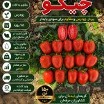 بذر گوجه فرنگی چیکو