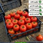 بذر گوجه فرنگی 911