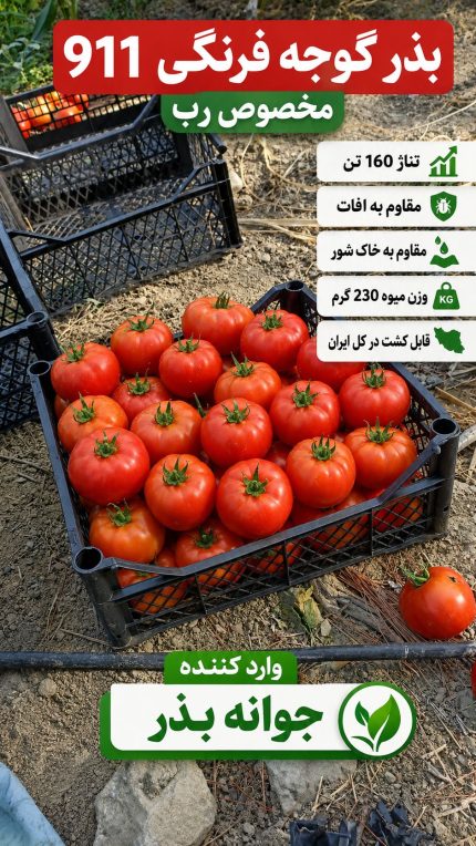بذر گوجه فرنگی 911