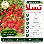 بذر گوجه فرنگی تسلا